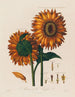 Anatomie du tournesol - Robert John Thornton — visning af kunstværket