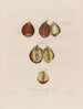 Anatomie af tulipans rod - Robert John Thornton — visning af kunstværket