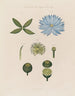 den blå egyptiske lotus anatomi - Robert John Thornton — visning af kunstværket