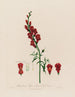 Antirrhinum majus eller stor gøgeurt - Robert John Thornton — visning af kunstværket