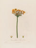 Butomus umbellatus eller Jonc à fleurs - Robert John Thornton — visning af kunstværket
