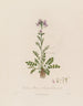Cardamine pratensis eller markkresse - Robert John Thornton — visning af kunstværket