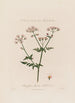 Chaerophyllum Sylvestre eller vild persille - Robert John Thornton — visning af kunstværket