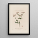 Chaerophyllum Sylvestre eller vild persille - Robert John Thornton — indrammet kunstværk på væggen