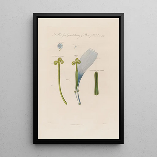 Robert John Thornton - Chicory flower.webp