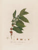 Coffea arabica eller Arabica-kaffeplante - Robert John Thornton — visning af kunstværket