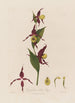 Cypripedium Sabot de Vénus - Robert John Thornton — visning af kunstværket