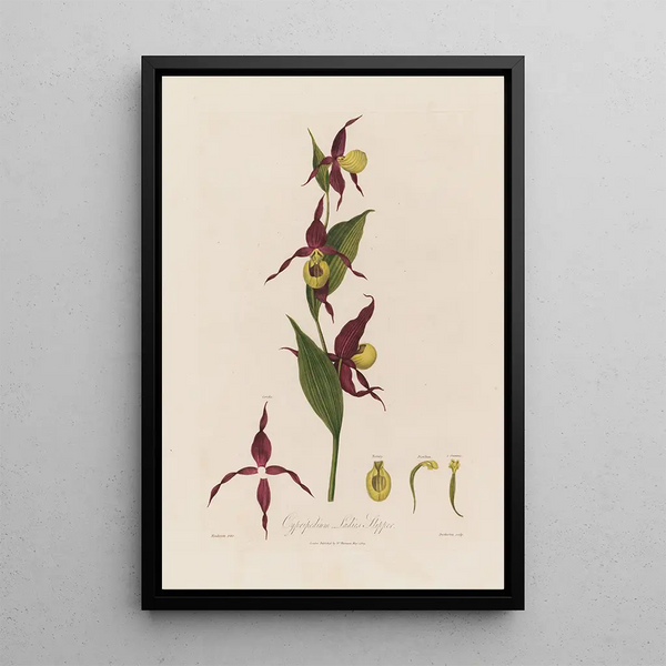 Cypripedium Sabot de Vénus - Robert John Thornton — indrammet kunstværk på væggen