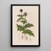 Echinops sphaerocephalus eller Chardon boule azurée - Robert John Thornton — indrammet kunstværk på væggen