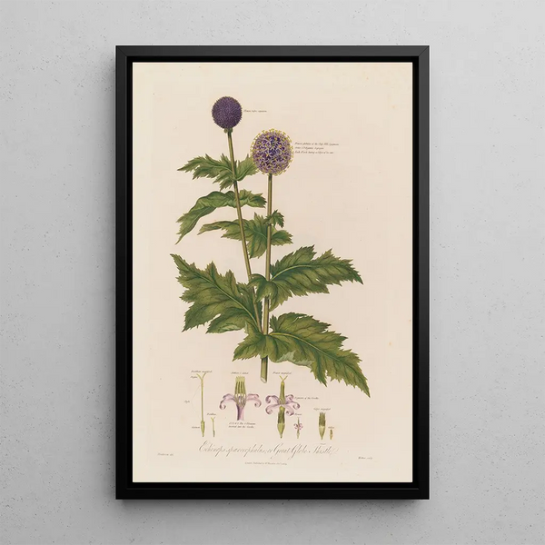 Echinops sphaerocephalus eller Chardon boule azurée - Robert John Thornton — indrammet kunstværk på væggen