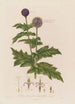 Echinops sphaerocephalus eller Chardon boule azurée - Robert John Thornton — visning af kunstværket
