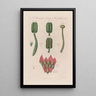 Robert John Thornton - Hyoscyanus and Mesereon.webp