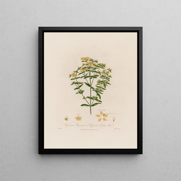 Robert John Thornton - Hypericum Perforatum or Perforated St Johns Wort.webp