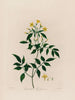 Jasminum le Jasmin - Robert John Thornton — visning af kunstværket