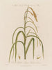Blomsterhaner og hunblomster på samme plante Carex pendula eller carex pendule - Robert John Thornton — visning af kunstværket