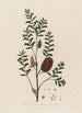 Melaleuca ericifolia eller Melaleuca med lyngblade - Robert John Thornton — visning af kunstværket