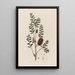 Melaleuca ericifolia eller Melaleuca med lyngblade - Robert John Thornton — indrammet kunstværk på væggen
