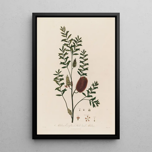 Melaleuca ericifolia eller Melaleuca med lyngblade - Robert John Thornton — indrammet kunstværk på væggen