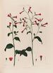 Nicotiana Tabac - Robert John Thornton — visning af kunstværket