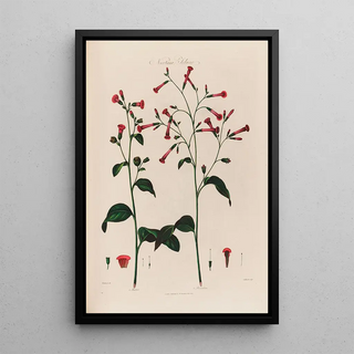 Robert John Thornton - Nicotiana Tobacco.webp