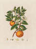 Orange - Robert John Thornton — visning af kunstværket