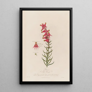 Robert John Thornton - Peloria or The Wonder.webp