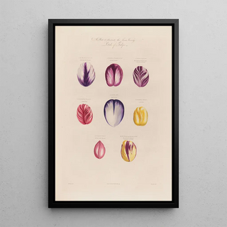 Robert John Thornton - Petals of Tulips.webp