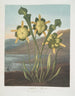 Plantekarnivor-maleri - Robert John Thornton — visning af kunstværket