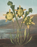 Plantekarnivor Maleri (konflikt af sag) - Robert John Thornton — visning af kunstværket