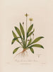 Plantago lanceolata eller Plantain lanceolée - Robert John Thornton — visning af kunstværket