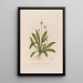 Plantago lanceolata eller Plantain lanceolée - Robert John Thornton — indrammet kunstværk på væggen