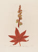 Ricinus communis eller Palma Christi commun - Robert John Thornton — visning af kunstværket