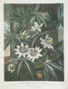 La Fleur de la passion bleue - Robert John Thornton — visning af kunstværket