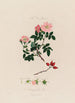 L'églantier Anatomi af rosen - Robert John Thornton — visning af kunstværket
