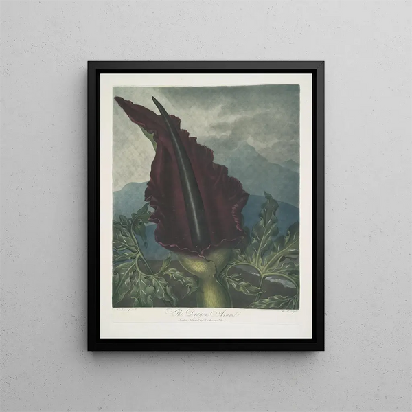 Le Dragon arum - Robert John Thornton — indrammet kunstværk på væggen