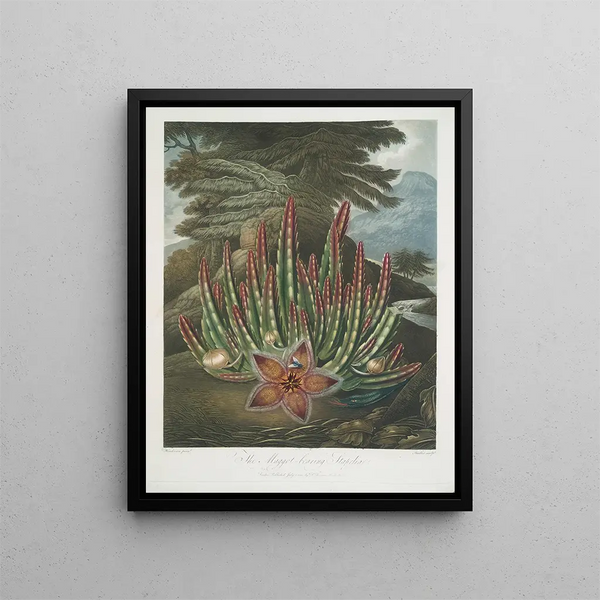 Le Stapelia porteur d'asticots - Robert John Thornton — indrammet kunstværk på væggen