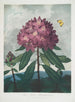 Le Rhododendron pontique - Robert John Thornton — visning af kunstværket