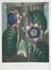 La Passiflore quadrangulaire - Robert John Thornton — visning af kunstværket