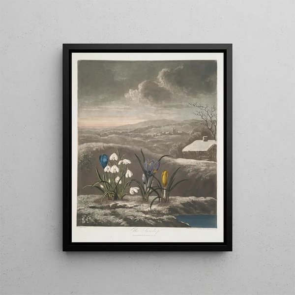 Le Perce-neige - Robert John Thornton — indrammet kunstværk på væggen