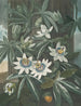 La Passiflore bleue - Robert John Thornton — visning af kunstværket