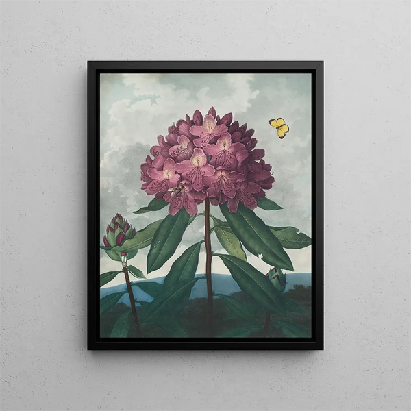 Le Rhododendron pontique - Robert John Thornton — indrammet kunstværk på væggen