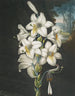Le Lys blanc aux feuilles panachées - Robert John Thornton — visning af kunstværket