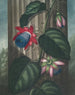 La Passiflore ailée - Robert John Thornton — visning af kunstværket