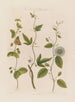 Tre arter af passiflora: den punktede, kork og takkede - Robert John Thornton — visning af kunstværket