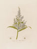 Veratrum album eller Hvid Hellebore - Robert John Thornton — visning af kunstværket