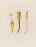 Jusquiame jaune - Robert John Thornton — visning af kunstværket