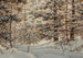 Pin d'hiver - Robert Melvin Decker — visning af kunstværket
