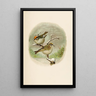 Robert Ridgway - Die Nordamerikanische Vogelwelt pl08.webp