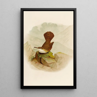 Robert Ridgway - Die Nordamerikanische Vogelwelt pl10.webp