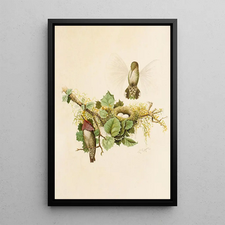 Robert Ridgway - Die Nordamerikanische Vogelwelt pl35.webp